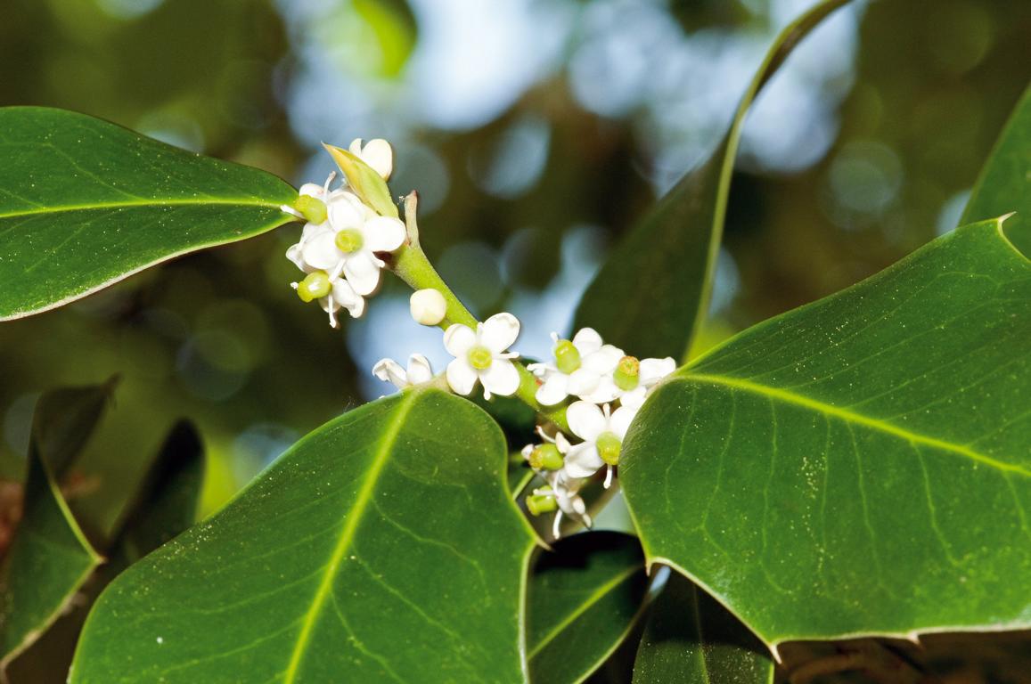 Ilex meserveae (x) 'Blue Prince' Heckenelement