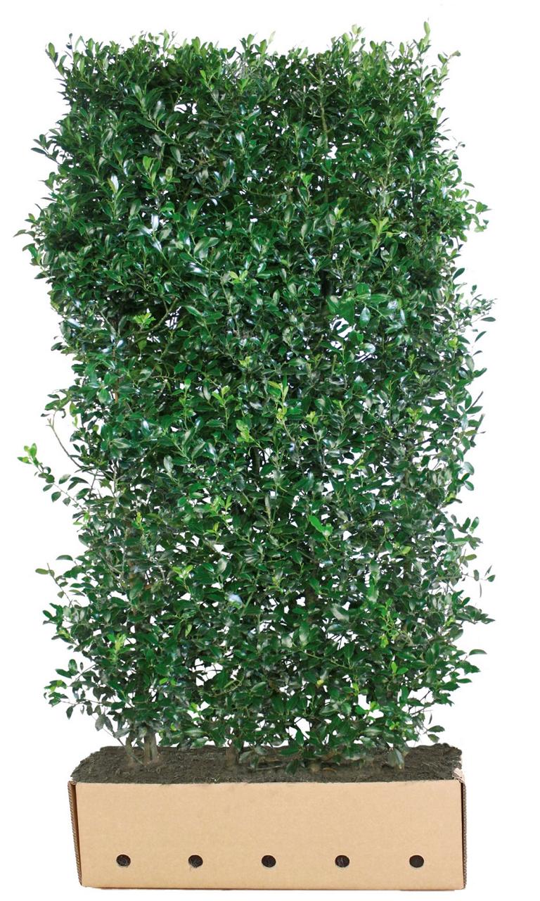 Ilex meserveae (x) 'Heckenpracht' Heckenelement