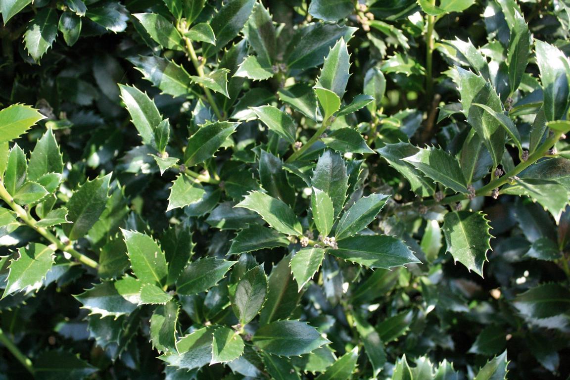 Ilex meserveae (x) 'Heckenpracht' Heckenelement