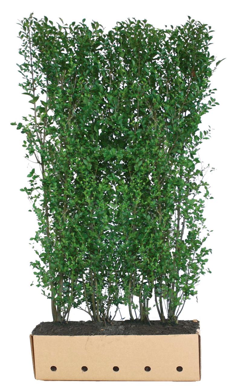 Ligustrum ovalifolium Heckenelement