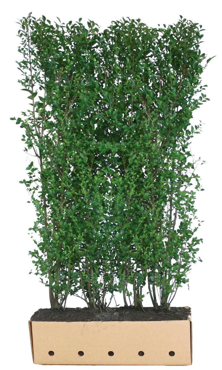 Ligustrum ovalifolium Heckenelement