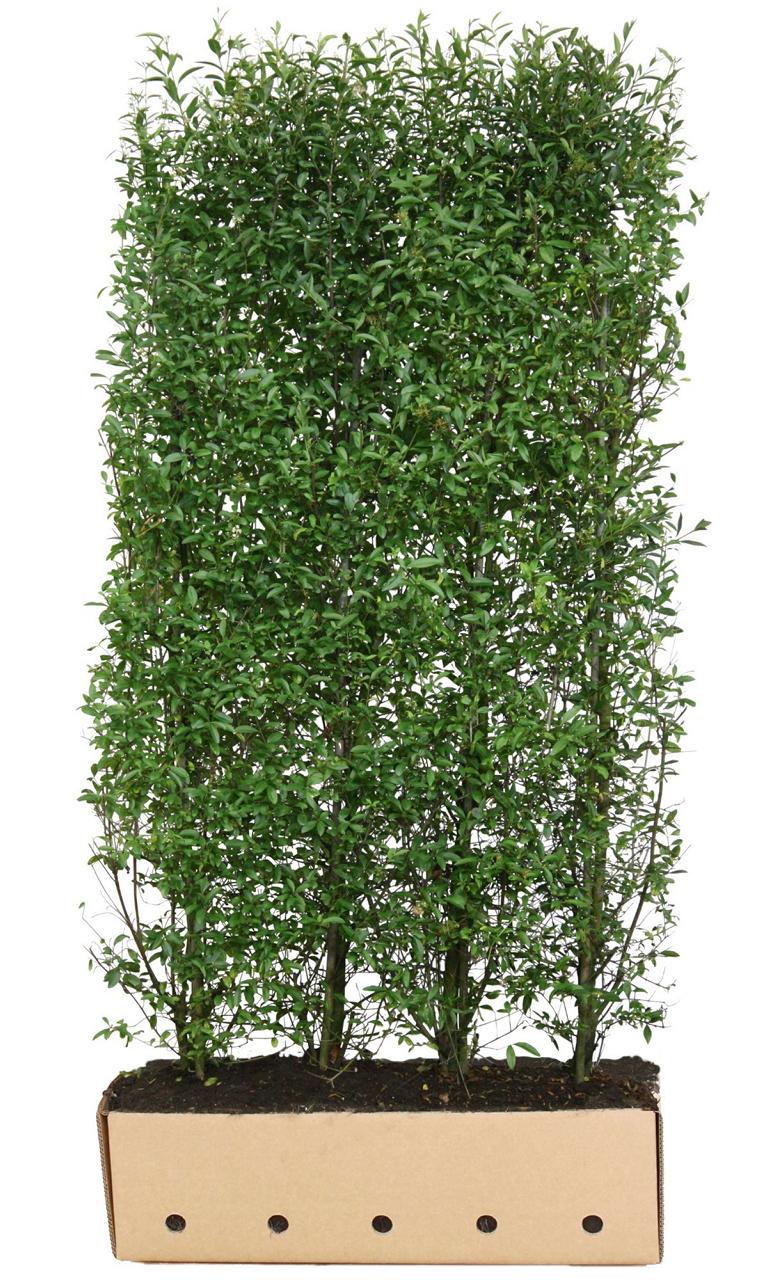 Ligustrum vulgare 'Atrovirens' Heckenelement