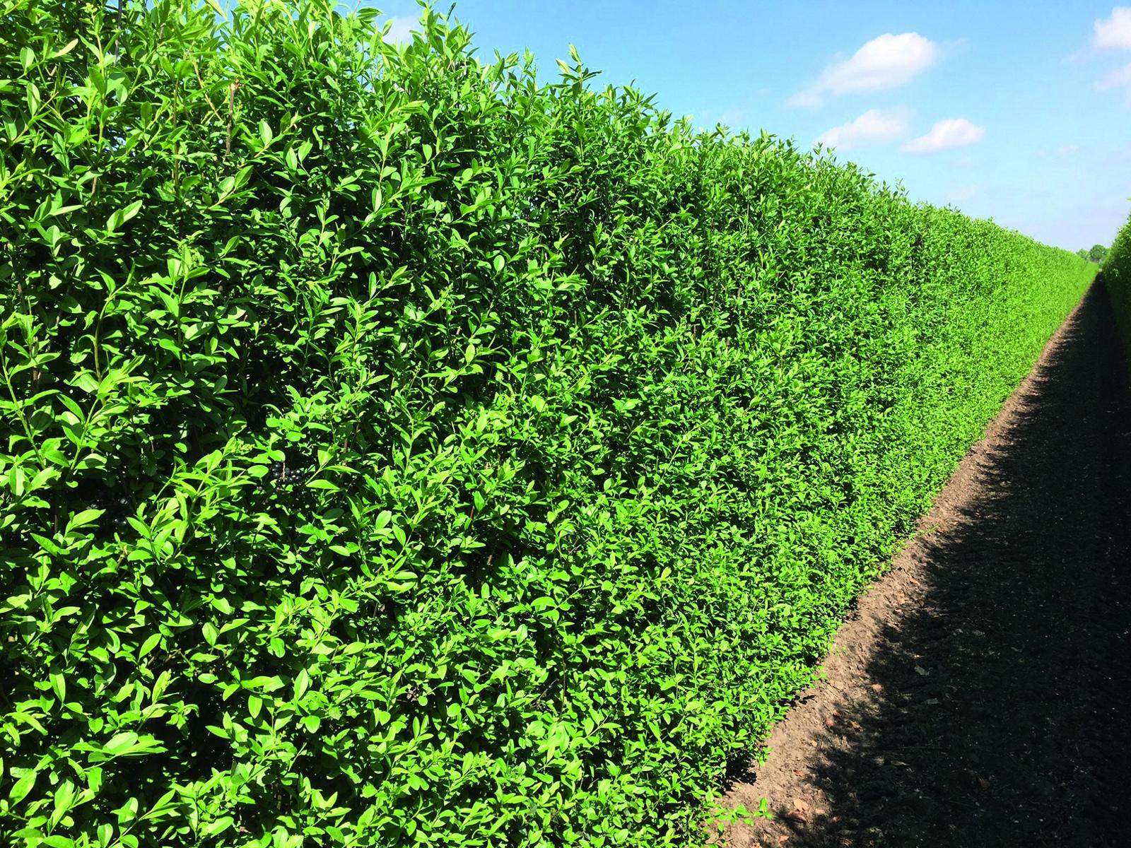 Ligustrum vulgare 'Atrovirens' Heckenelement