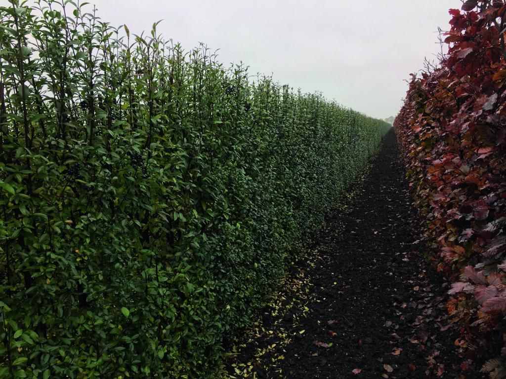 Ligustrum vulgare 'Atrovirens' Heckenelement