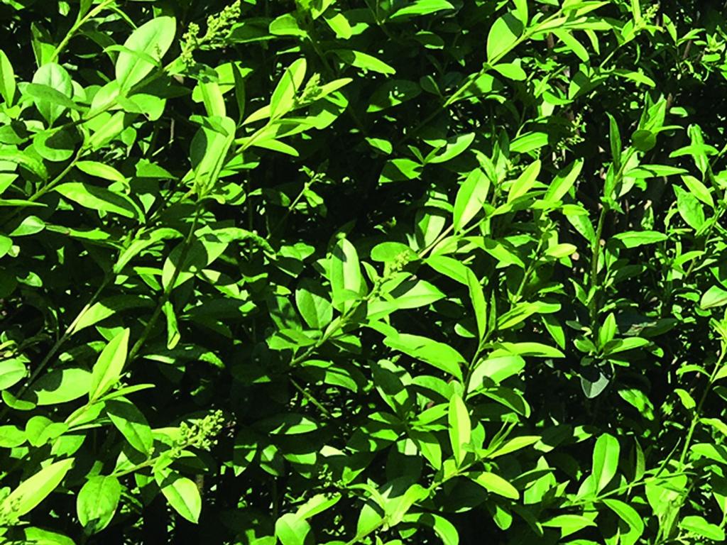 Ligustrum vulgare 'Atrovirens' Heckenelement
