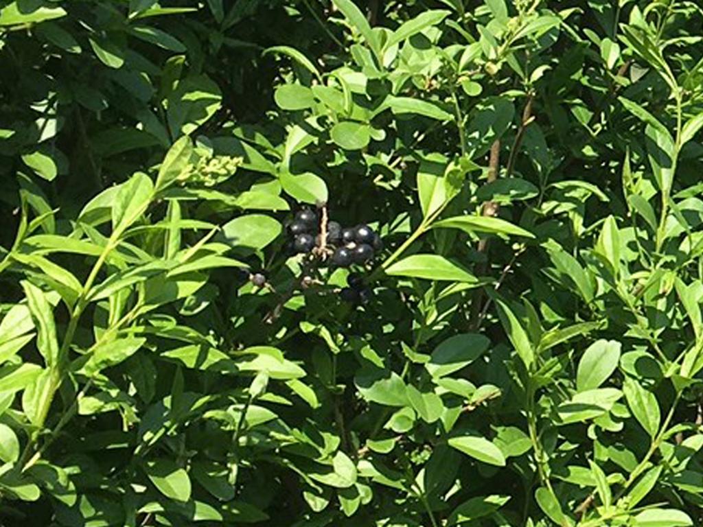 Ligustrum vulgare 'Atrovirens' Heckenelement