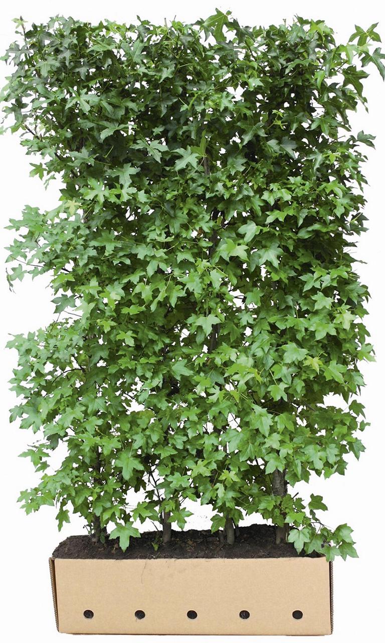 Liquidambar styraciflua Heckenelement