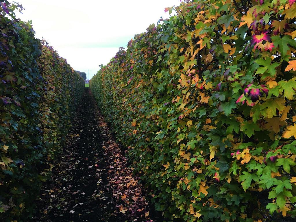 Liquidambar styraciflua Heckenelement