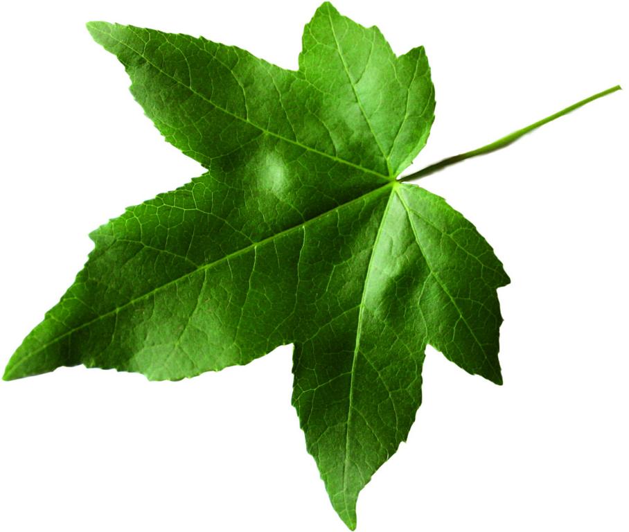 Liquidambar styraciflua Heckenelement