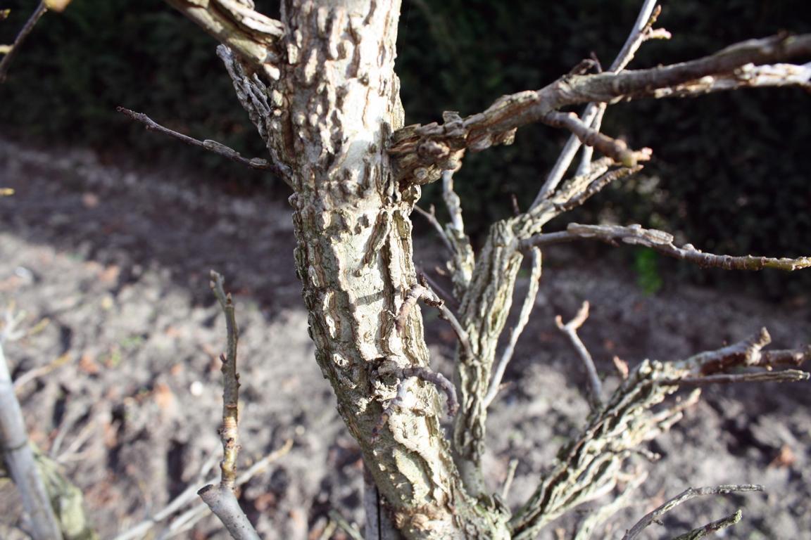 Liquidambar styraciflua Heckenelement