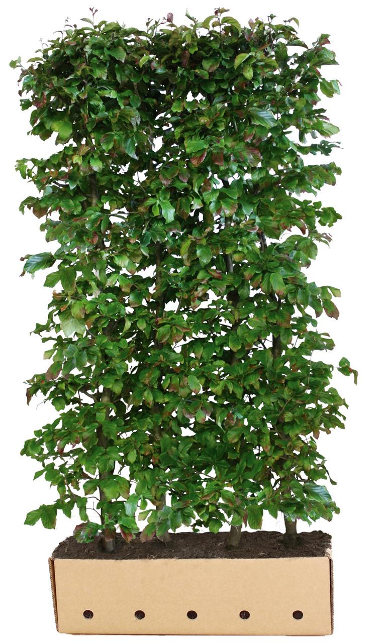 Parrotia persica 'Vanessa' Heckenelement