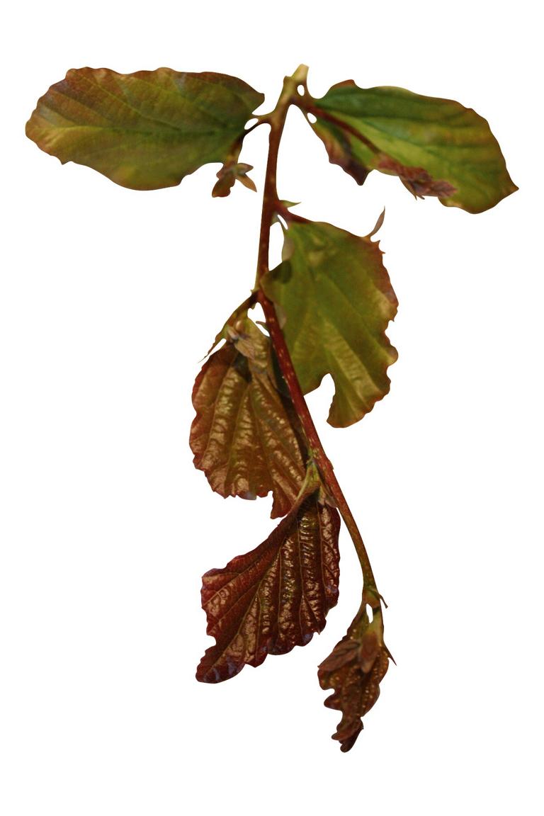 Parrotia persica 'Vanessa' Heckenelement