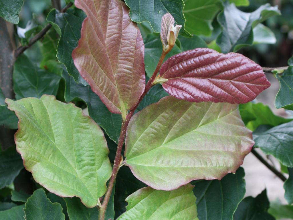 Parrotia persica 'Vanessa' Heckenelement