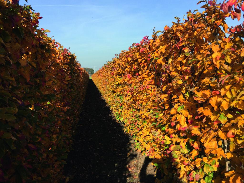 Parrotia persica 'Vanessa' Heckenelement