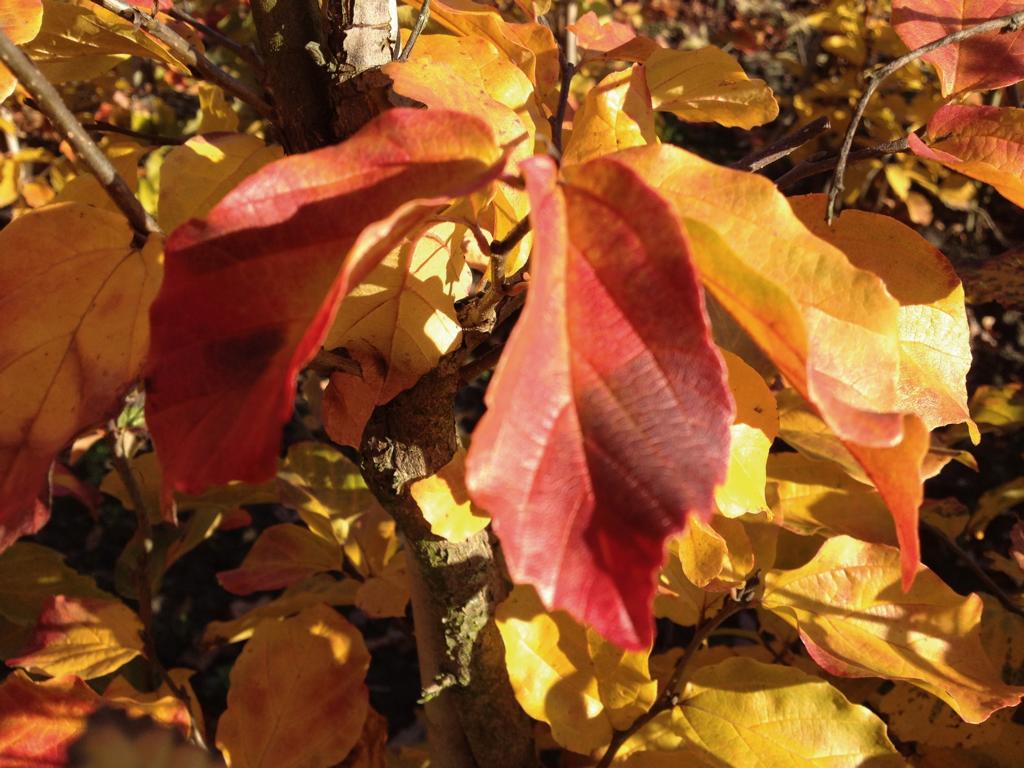 Parrotia persica 'Vanessa' Heckenelement