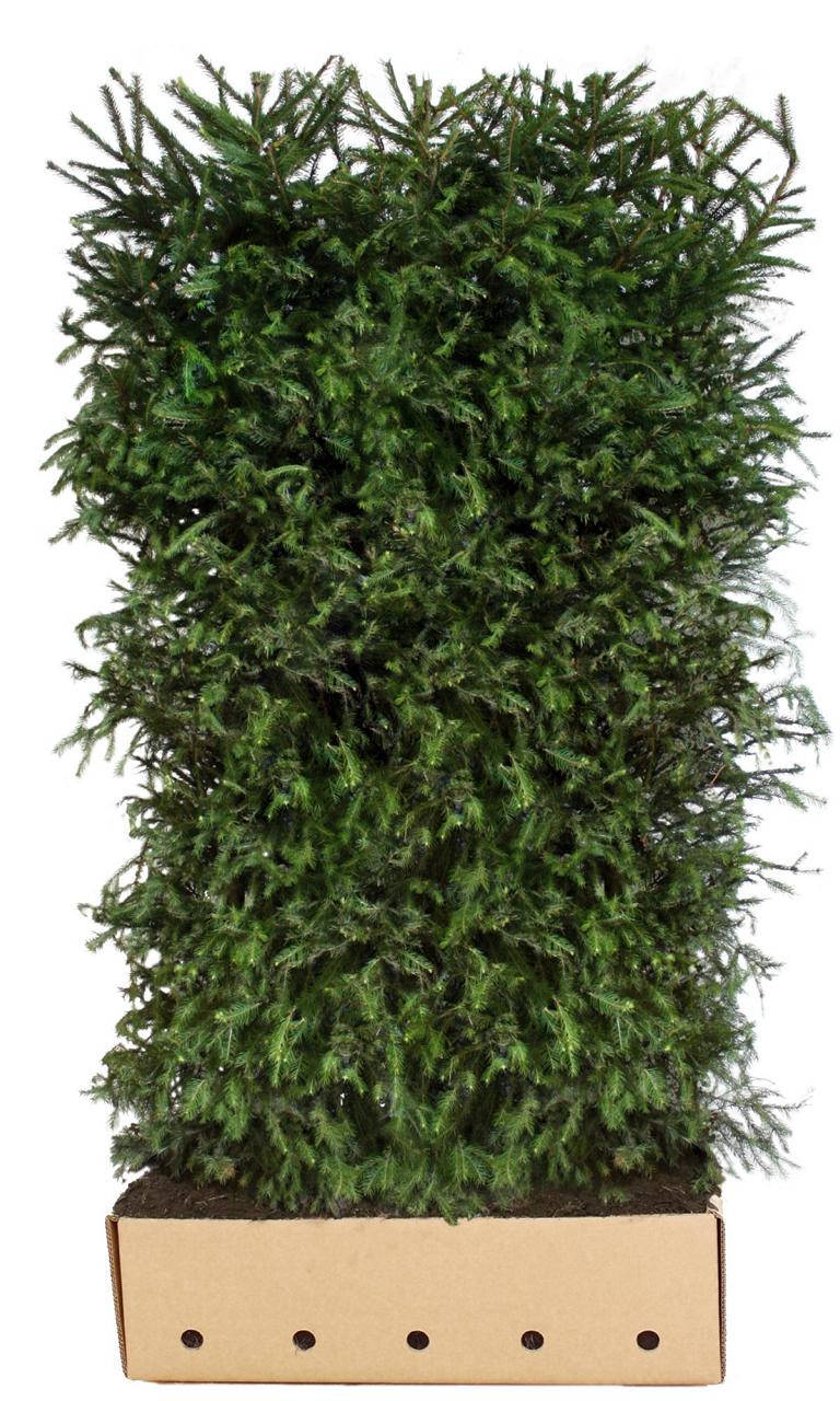 Picea abies Heckenelement