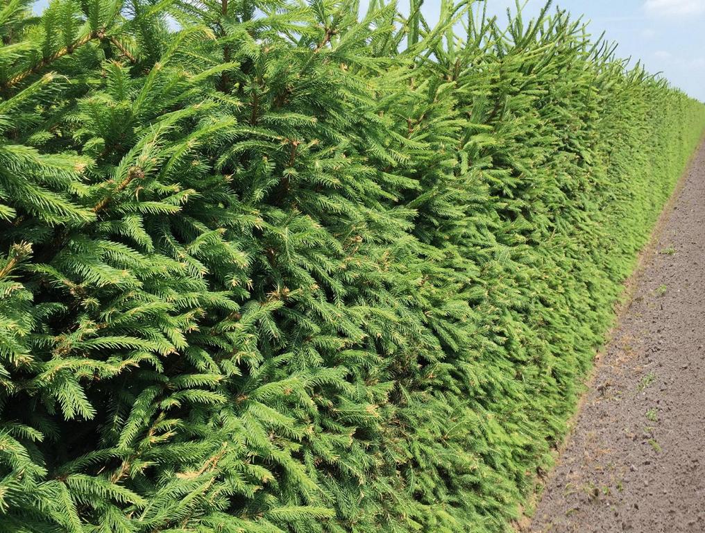Picea abies Heckenelement