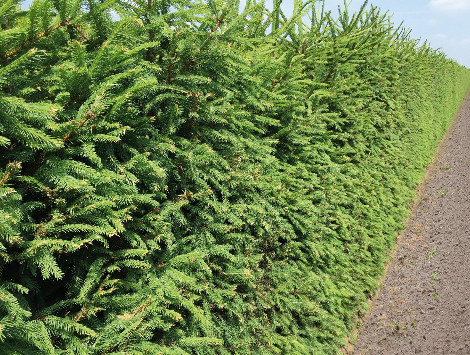 Picea abies Heckenelement