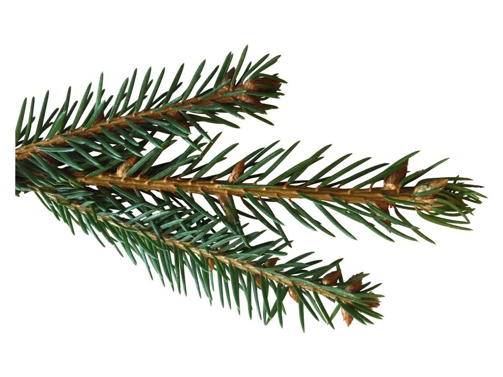 Picea abies Heckenelement