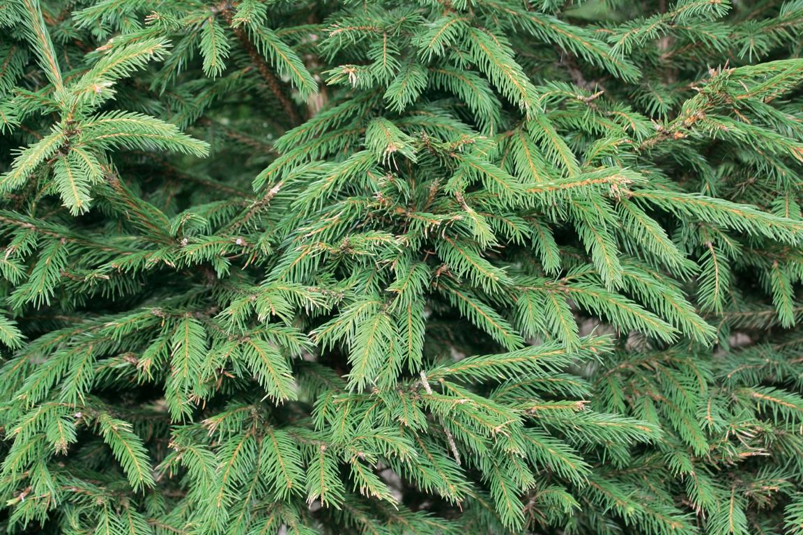 Picea abies Heckenelement
