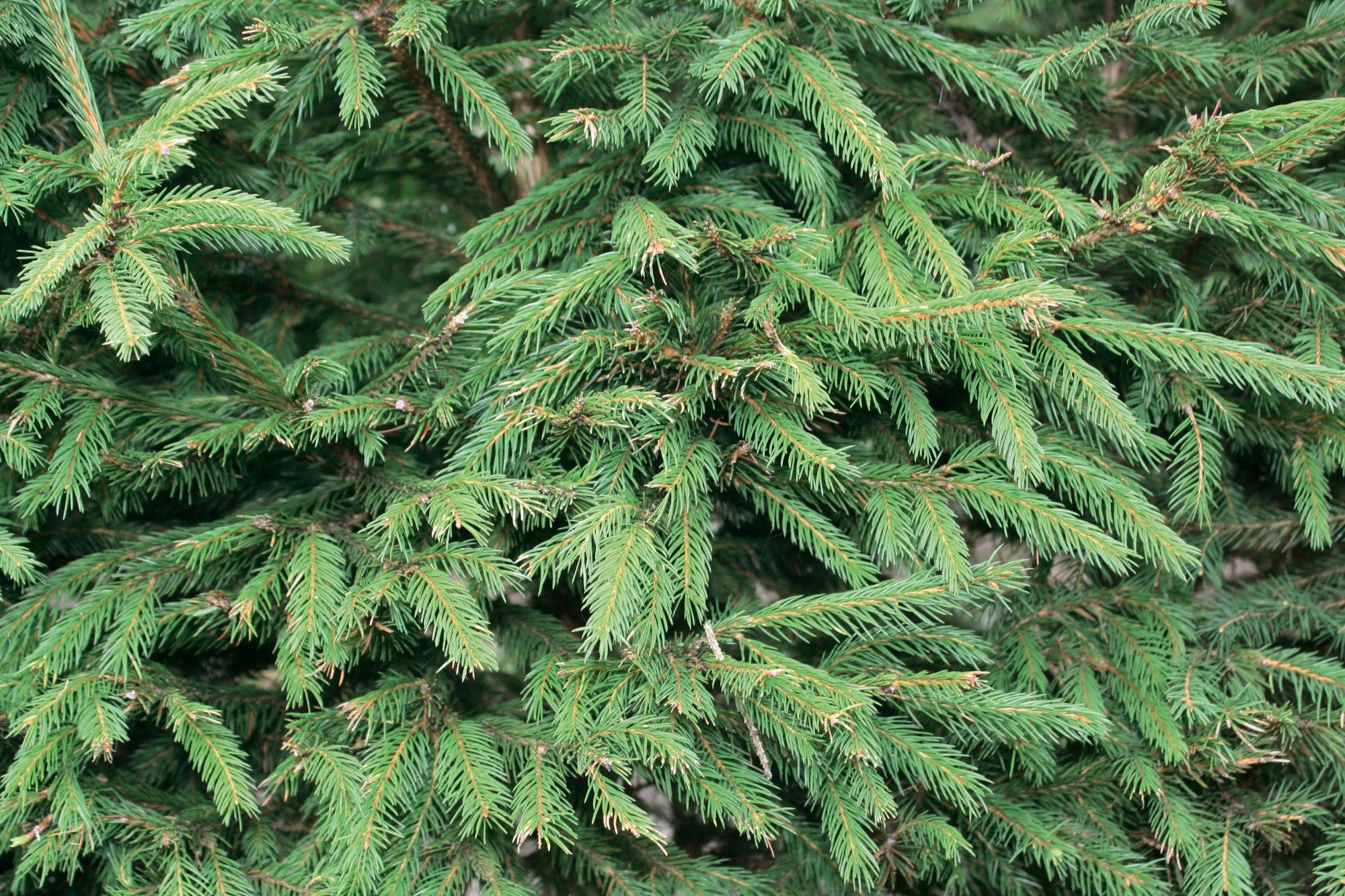 Picea abies Heckenelement QuickHedge 1m