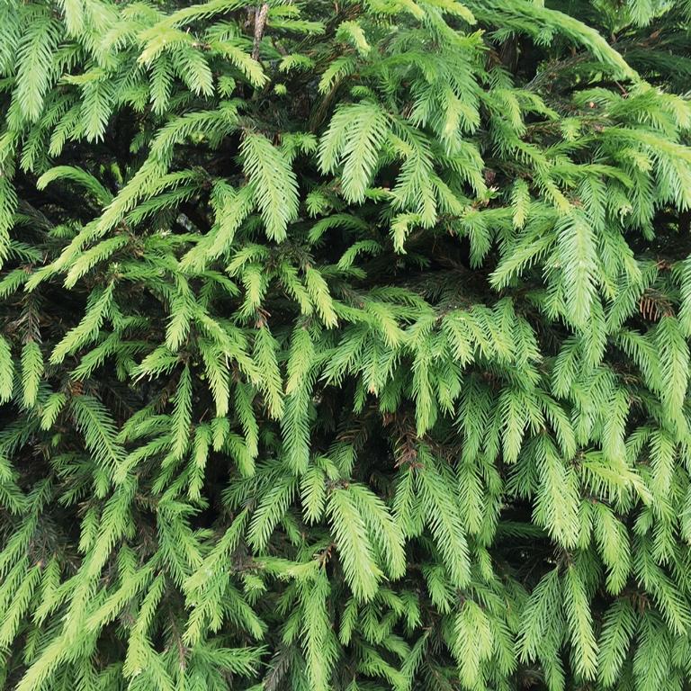 Picea abies Heckenelement
