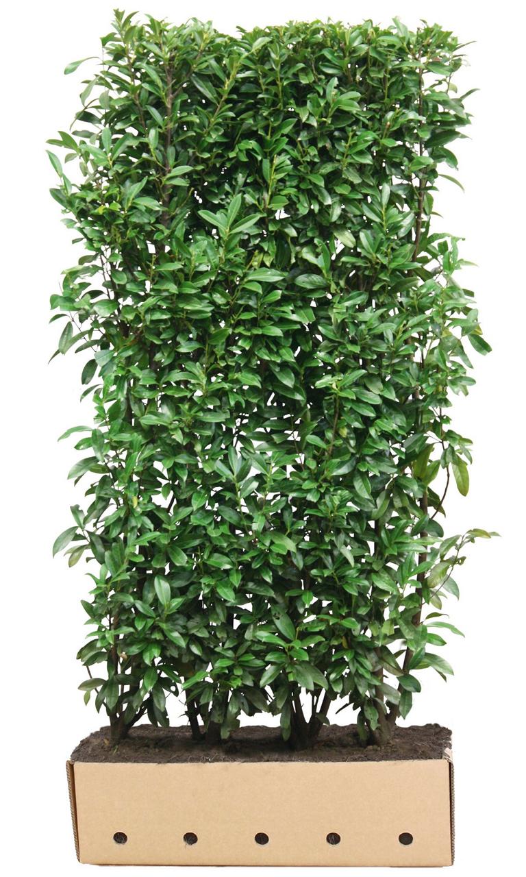Prunus laurocerasus 'Genolia' Heckenelement