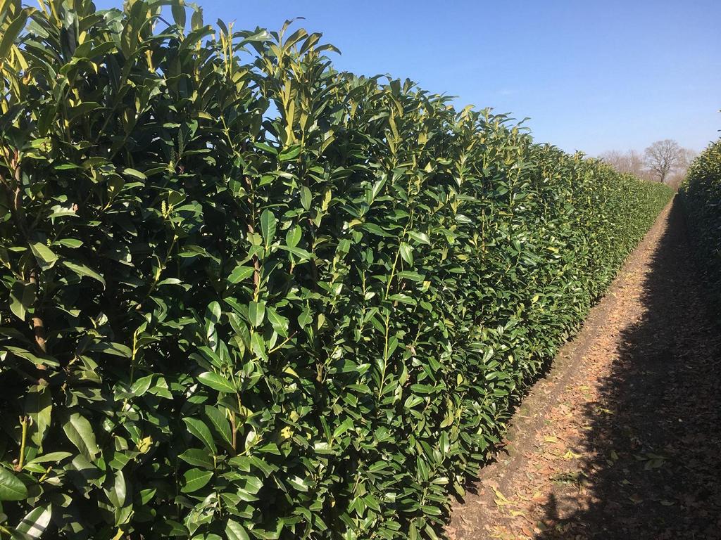 Prunus laurocerasus 'Genolia' Heckenelement