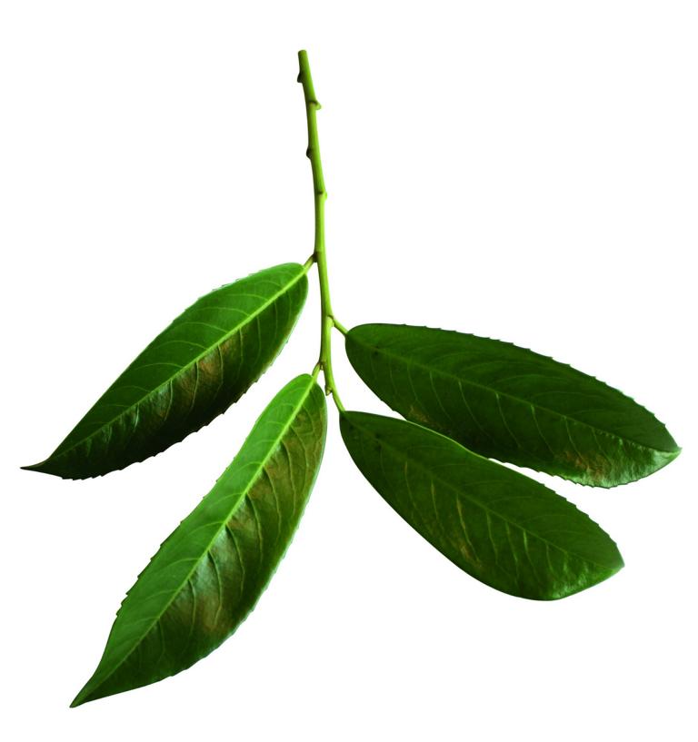 Prunus laurocerasus 'Genolia' Heckenelement