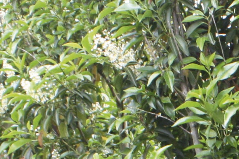 Prunus lusitanica 'Angustifolia' Heckenelement