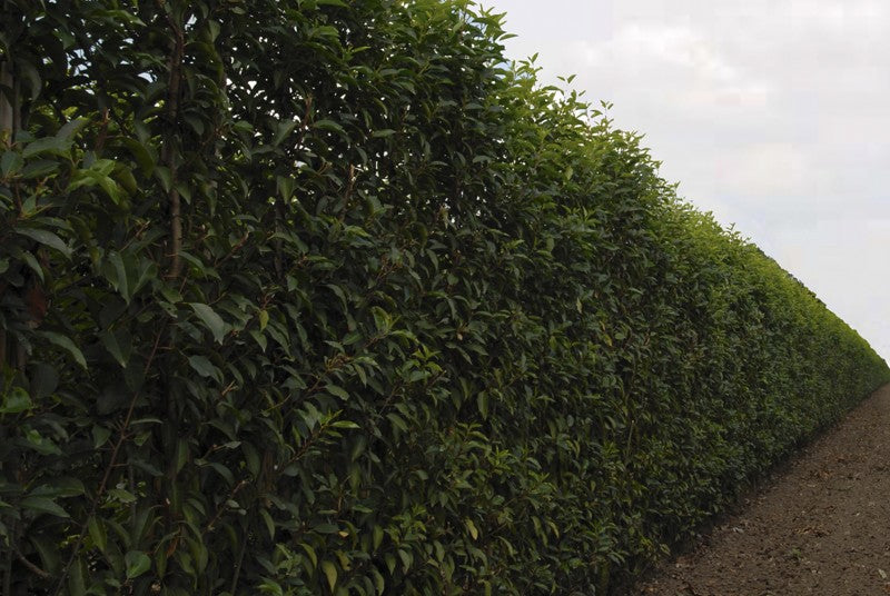 Prunus lusitanica 'Angustifolia' Heckenelement