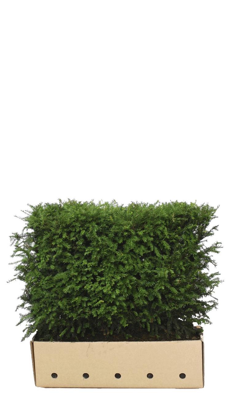 Taxus baccata Heckenelement