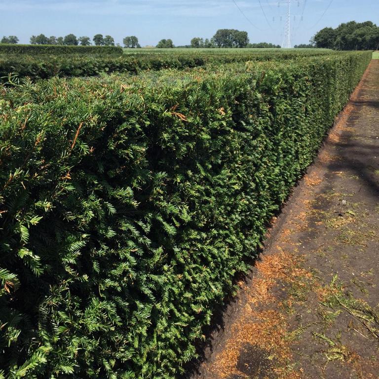 Taxus baccata Heckenelement