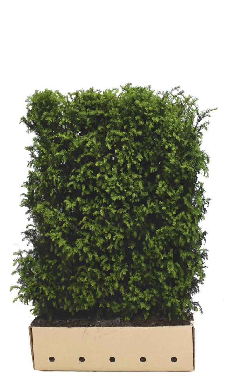 Taxus baccata Heckenelement