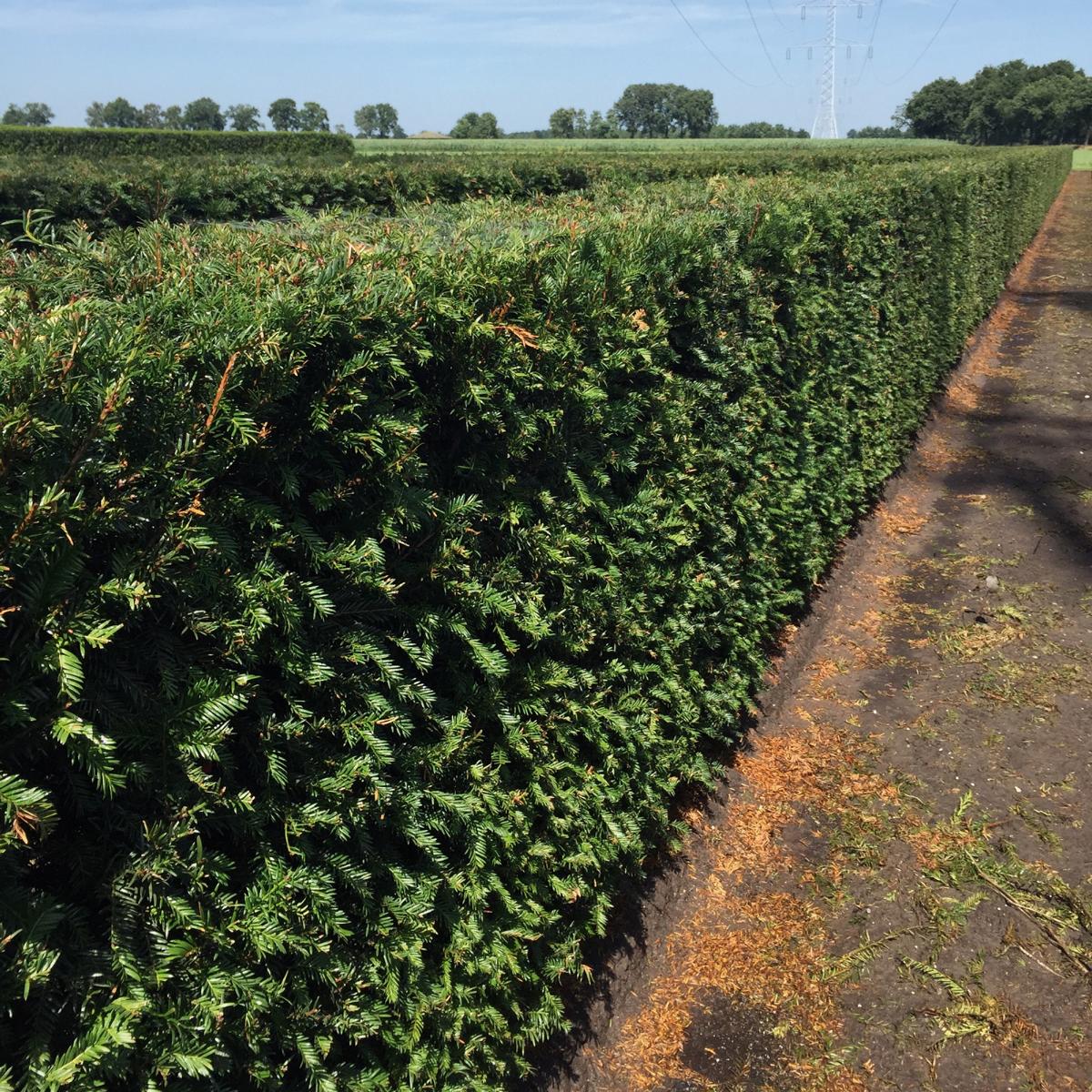 Taxus baccata Heckenelement