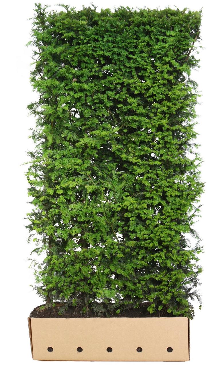 Taxus baccata Heckenelement