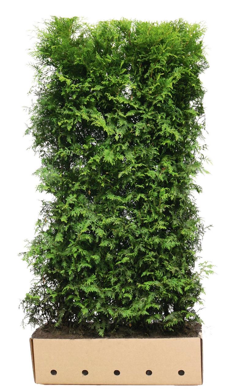 Thuja occidentalis 'Brabant' Heckenelement