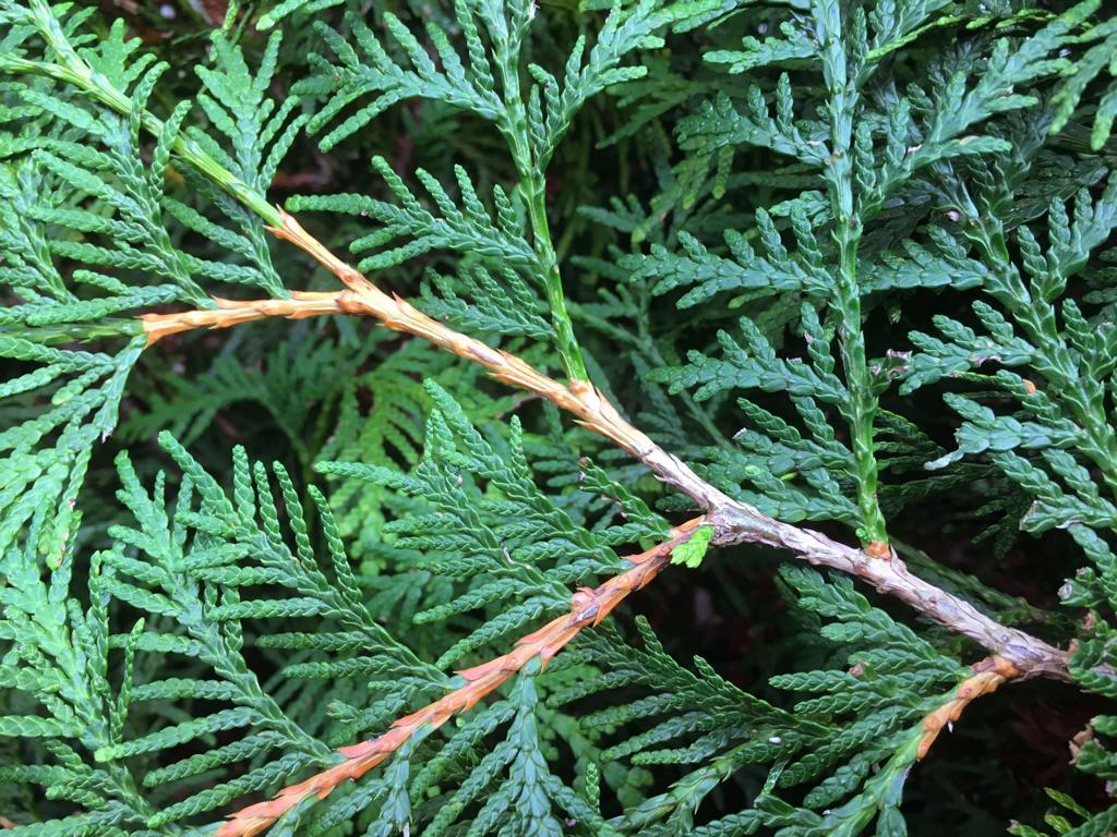 Thuja occidentalis 'Brabant' Heckenelement