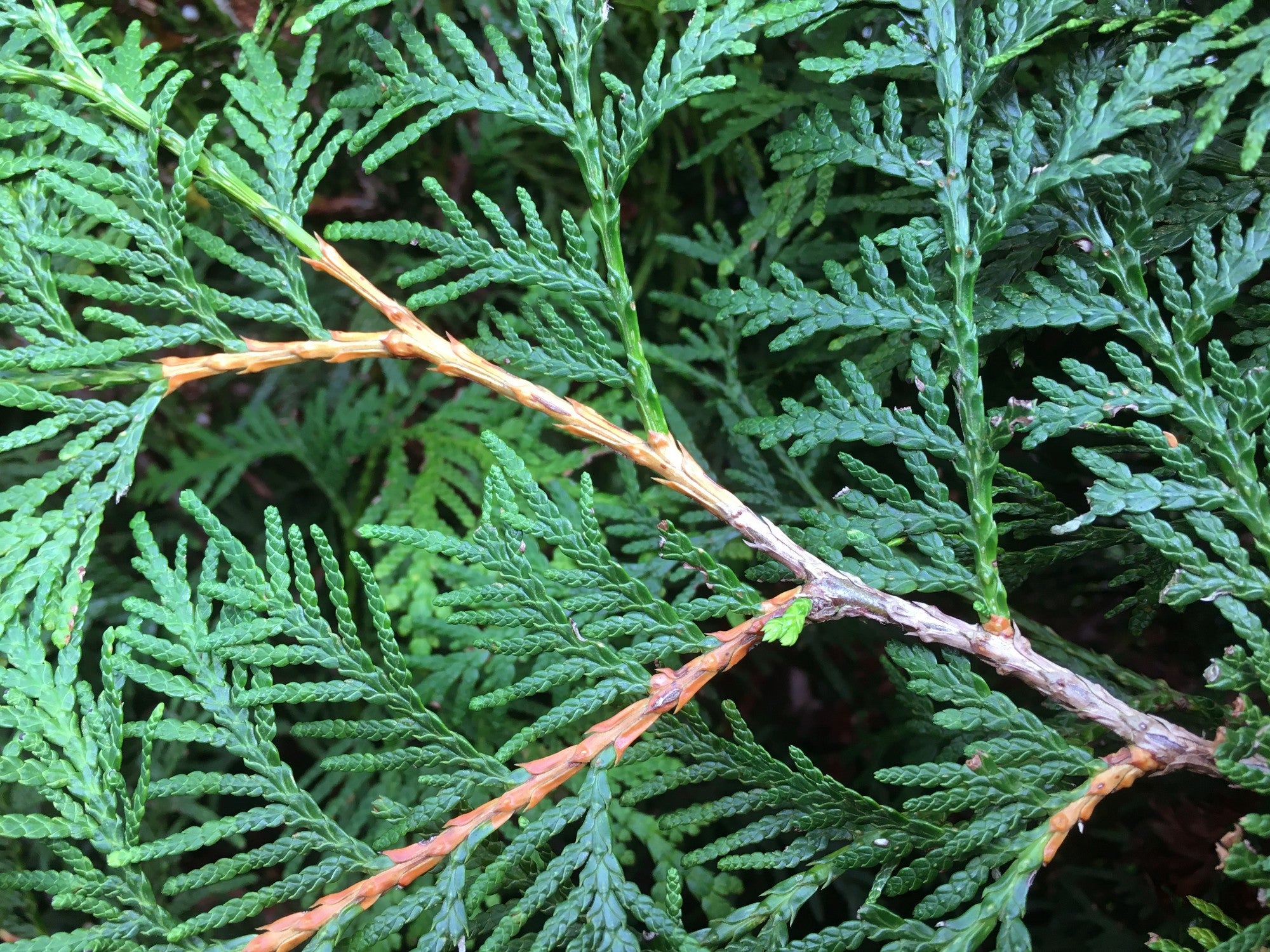 Thuja occidentalis 'Brabant' Heckenelement QuickHedge 1m