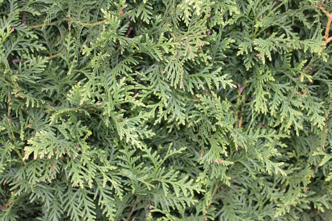 Thuja occidentalis 'Brabant' Heckenelement