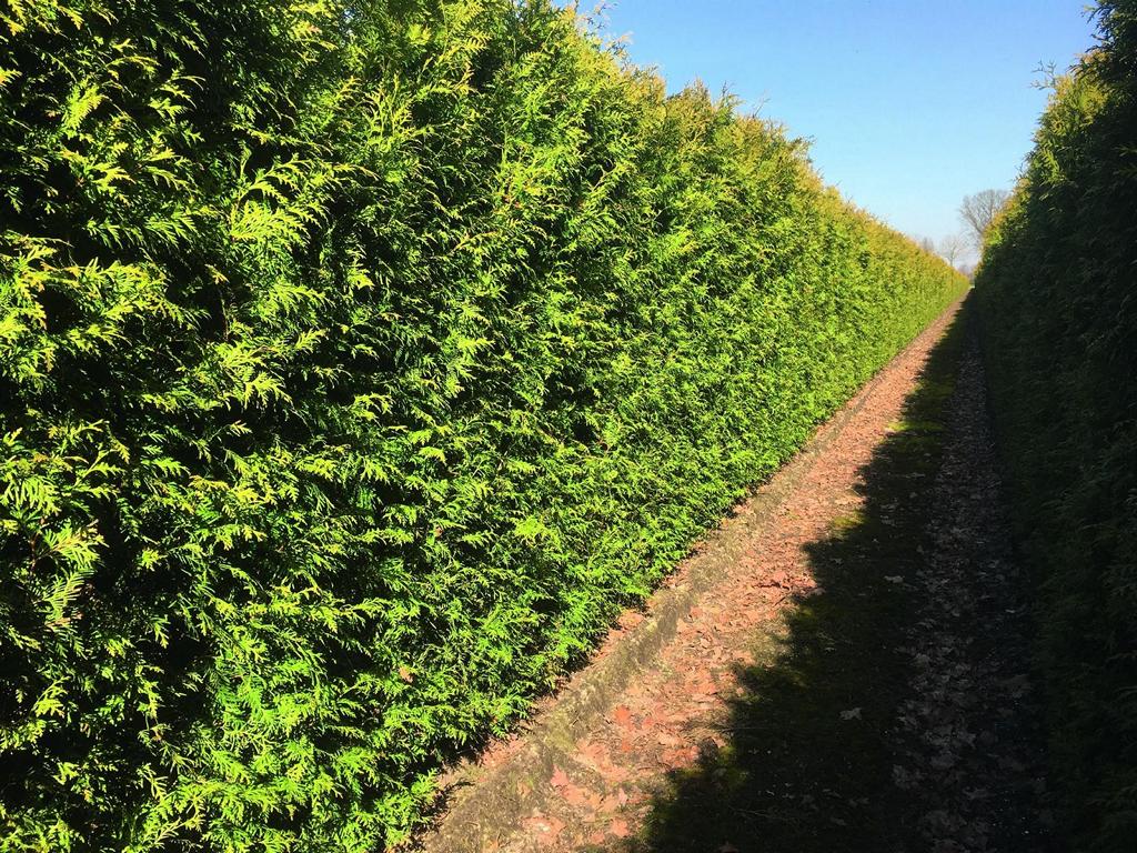 Thuja occidentalis 'Brabant' Heckenelement