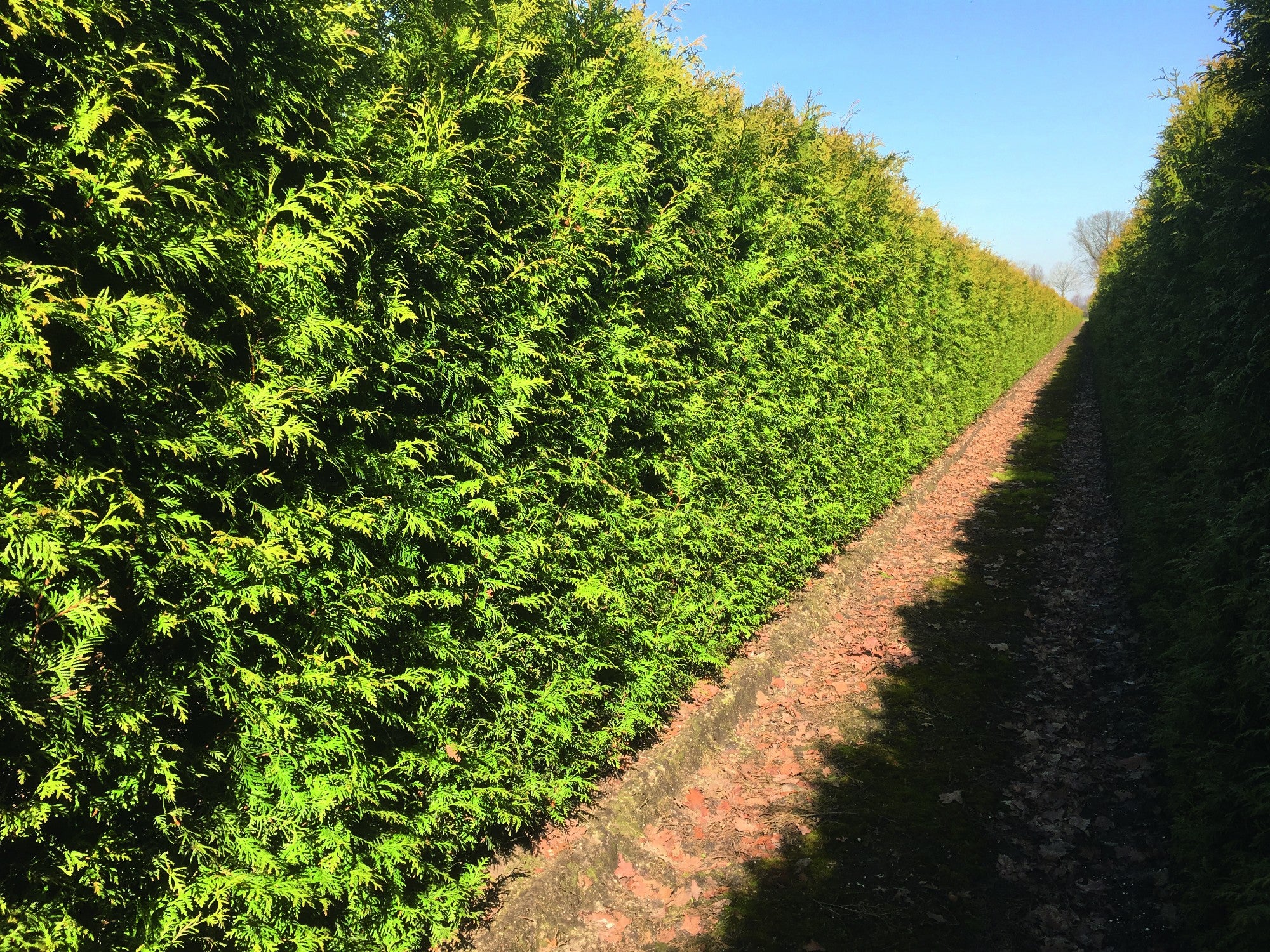 Thuja occidentalis 'Brabant' Heckenelement QuickHedge 1m