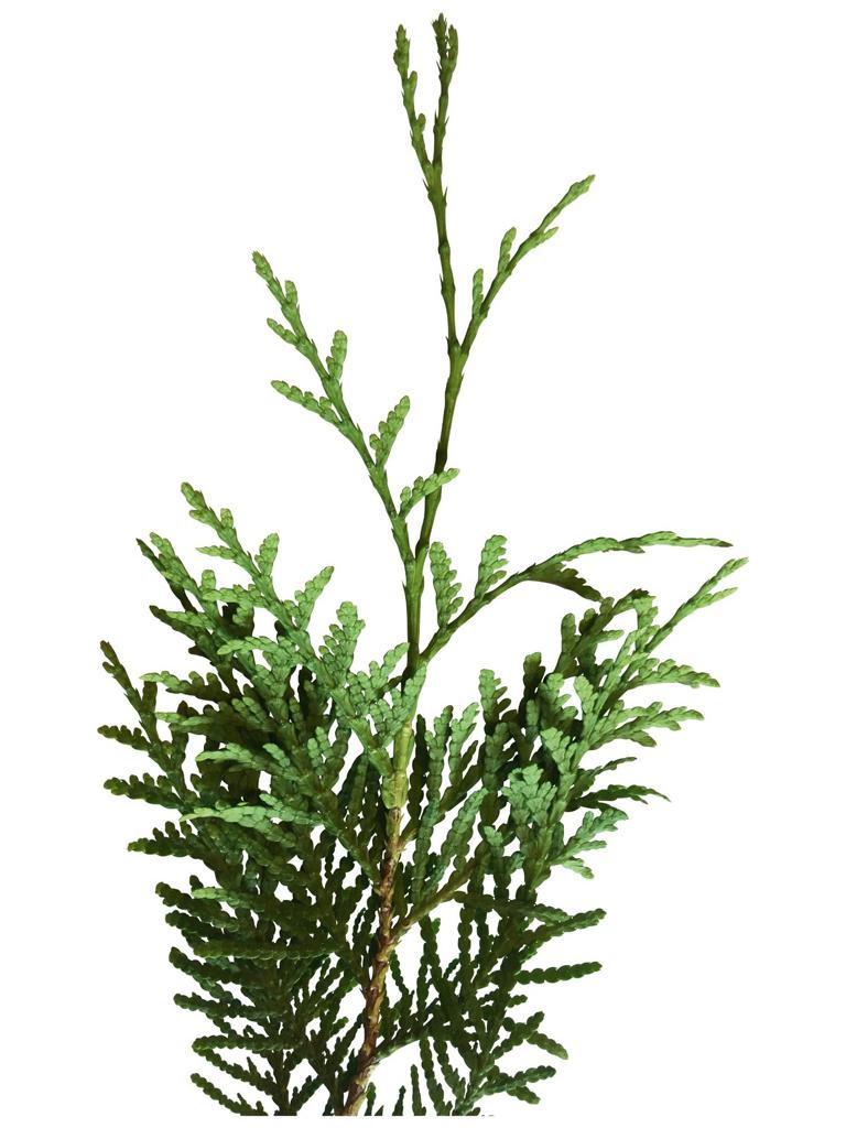 Thuja occidentalis 'Brabant' Heckenelement