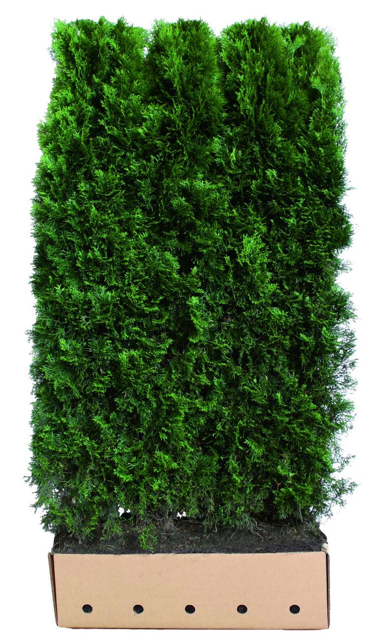 Thuja occidentalis 'Smaragd' Heckenelement