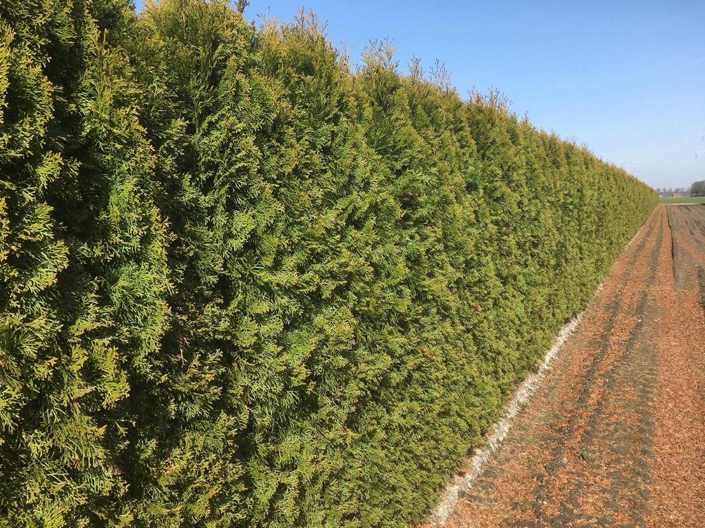Thuja occidentalis 'Smaragd' Heckenelement