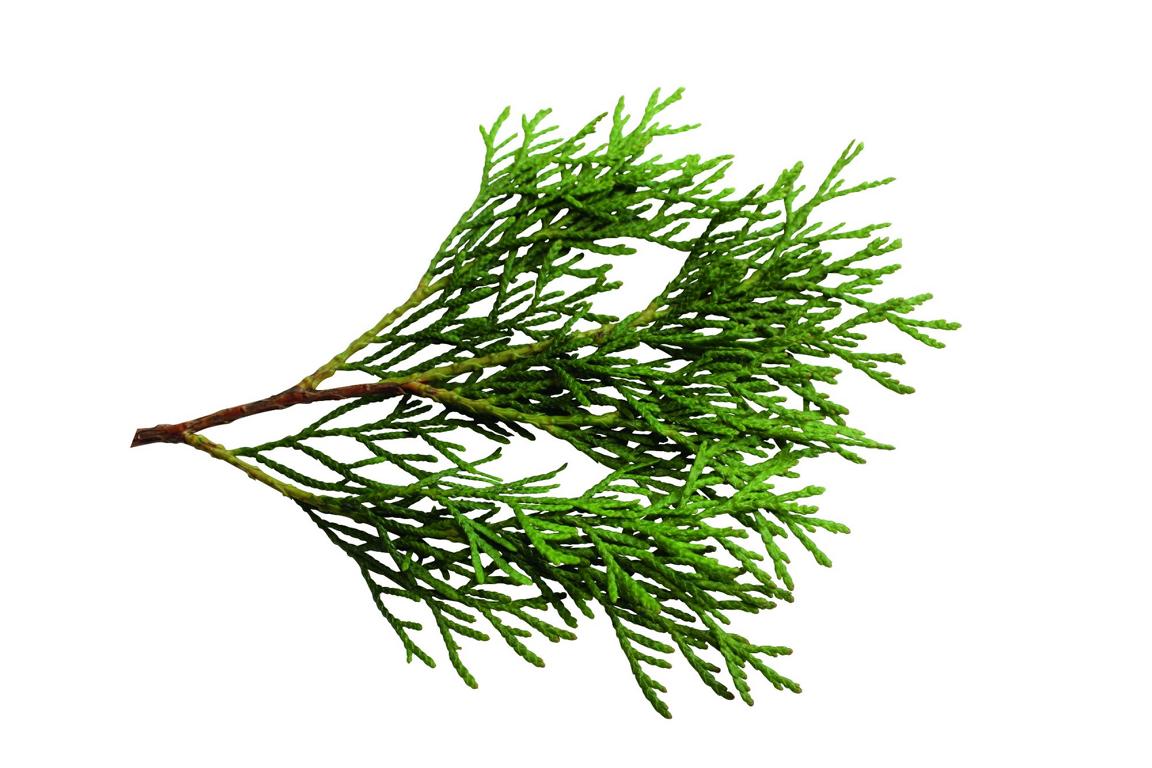 Thuja occidentalis 'Smaragd' Heckenelement