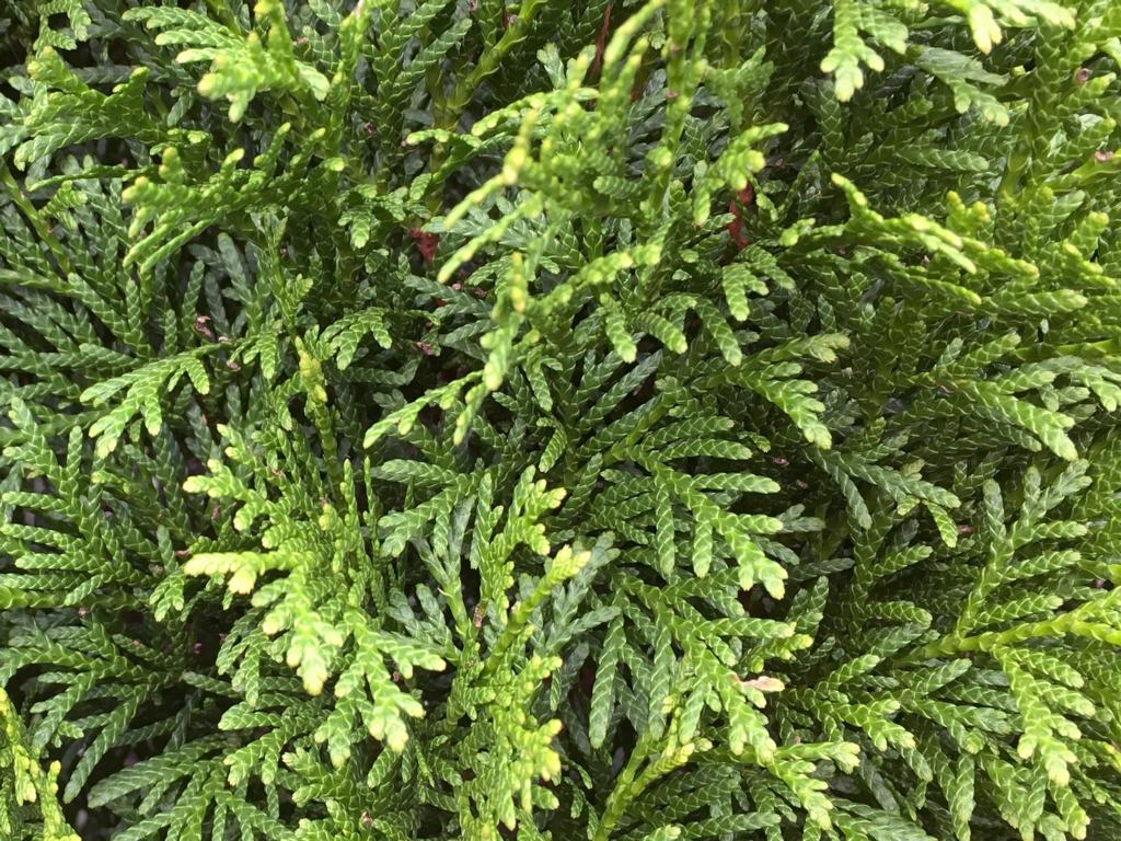 Thuja occidentalis 'Smaragd' Heckenelement