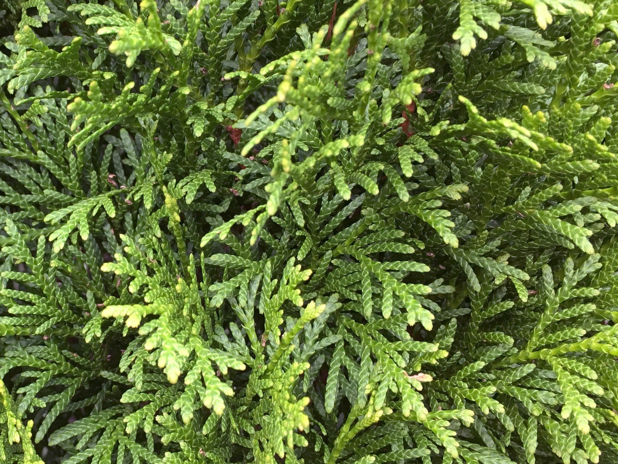 Thuja occidentalis 'Smaragd' Heckenelement QuickHedge 1m