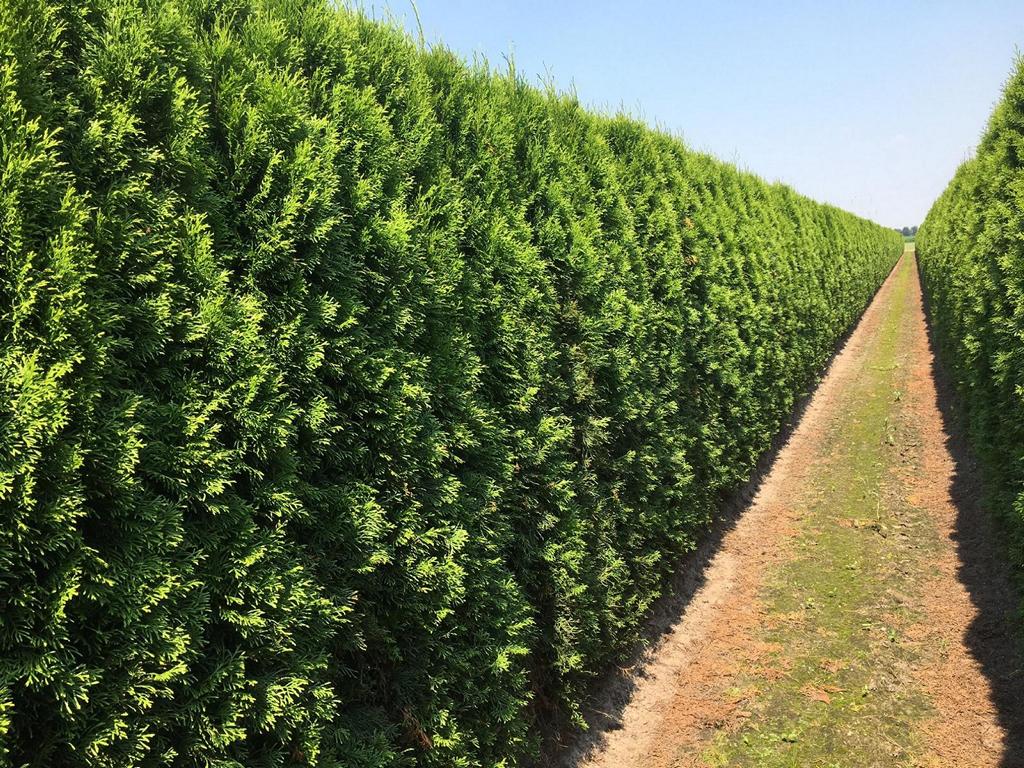 Thuja occidentalis 'Smaragd' Heckenelement