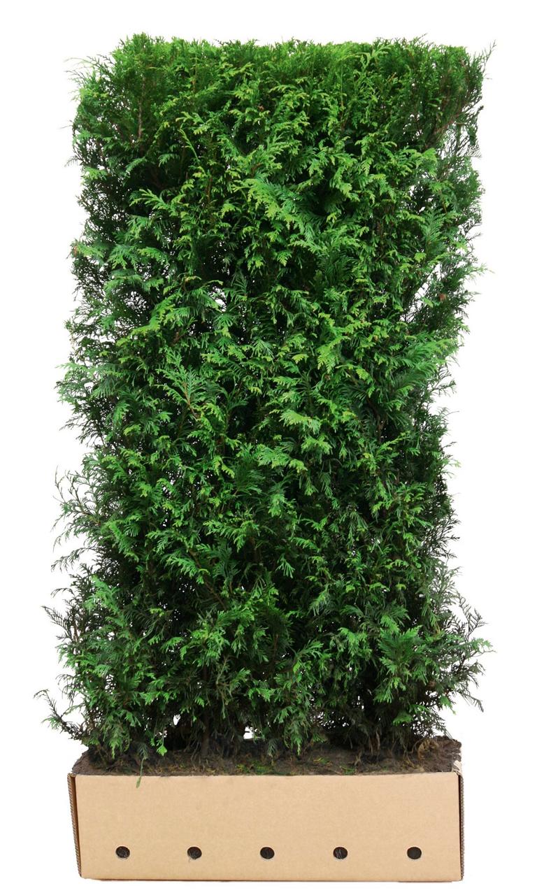 Thuja plicata 'Martin' Heckenelement